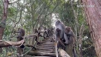 獨／遇步道猴　山友爬大坑步道遇百隻獼猴