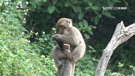 獨家／遇「步道猴子」！　山友爬大坑4號步道遇百隻獼猴