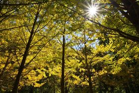 武陵農場金黃色銀杏。（圖／翻攝自武陵農場Wuling Farm）