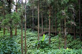 梅山怎麼玩！雲梯、步道、老街、網美餐廳一日順遊（業配勿用）