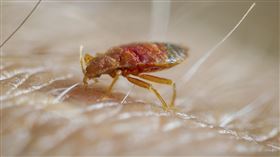 bedbug（圖／美聯社／達志影像）