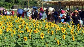 新社花海。（圖／農業部官網、台中市政府官網）