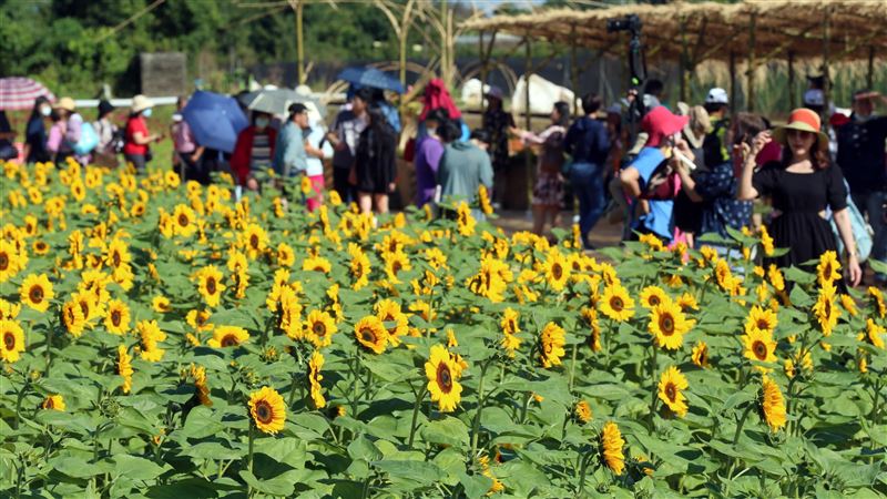 國際花毯節登場　25萬株向日葵花海吸人潮