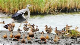 竹市金城湖生態豐富  吸引蒼鷺等候鳥度冬擁有豐富生態資源的新竹市金城湖是許多候鳥度冬棲息地，近日已可見蒼鷺（左側白灰羽者）等鳥類現蹤，也吸引不少鳥友朝聖搶拍。（新竹市政府提供）中央社記者魯鋼駿傳真  112年11月11日