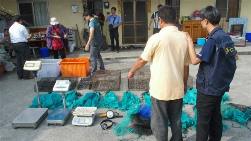 台灣保育龜瀕臨滅絕　學者：全被對岸吃了
