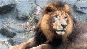 高雄壽山動物園揭密獅吼聲為同伴間溝通高雄壽山動物園在下午5時打烊前，遊客常能聽到園內獅子的吼叫聲，園方26日解釋，獅子是晨昏型動物，清晨跟下午常透過吼叫聲跟同伴溝通。（壽山動物園提供）中央社記者洪學廣傳真  112年8月26日