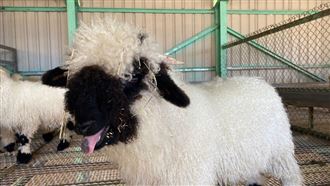 世界最可愛！清境農場瓦萊黑鼻羊標售