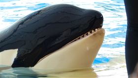 紐西蘭,虎鯨,殺人鯨,海洋,潛水,動物（圖／翻攝自Pixabay）