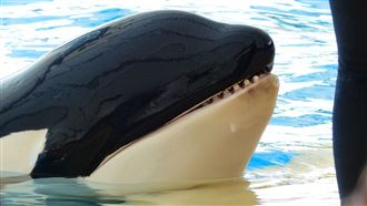 虎鯨遭人工「排解性衝動」畫面曝！網熱議