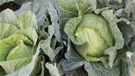 甘藍種植量連續6旬亮紅燈，農糧署請農友分批種植避風險。（圖／農糧署提供）高麗菜
