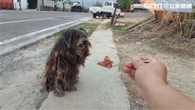 南投埔里出現抹布狗。流浪狗，浪浪。（圖／翻攝南投縣關懷動物協會臉書）