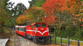 阿里山賞楓列車開跑。（圖／阿里山林業鐵路及文化資產管理處提供）