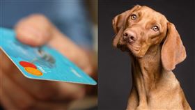 ▲寵物；消費（圖／翻攝自pixabay）