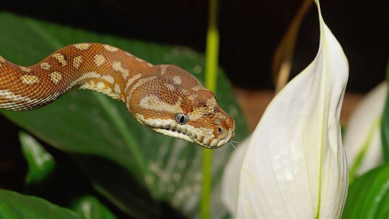 裸體玩蟒蛇！他GG「慘被一口咬住」大爆血