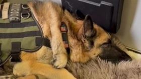 癌末軍犬卡亞（Kaya）最後一次搭飛機。（圖／翻攝自IG:ctlyle）
