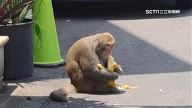 柴山山腳騎士停紅燈 遭獼猴