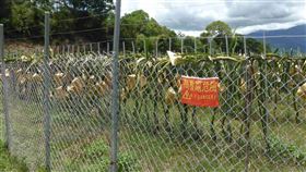 電網（圖／花蓮縣府提供）