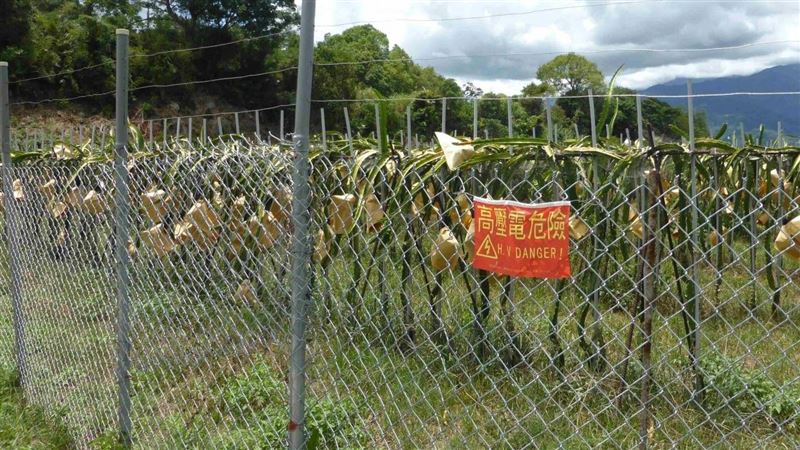 部落頭目上山打獵　誤觸私設電網慘遭電死