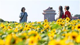 白天溫暖偏熱（3）中央氣象署9日指出，台灣附近漸轉東南風，各地白天溫暖偏熱，各地為多雲到晴，僅東南部地區及恆春半島有零星短暫雨，午後其它山區有零星短暫陣雨。民眾在台北大佳河濱公園向日葵花海拍照留念。中央社記者吳家昇攝　112年11月9日