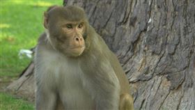 獼猴　恆河猴（圖／翻攝自維基百科）