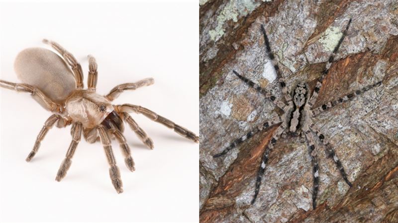 驚見新物種!恆春「海陸雙蛛」登國際期刊
