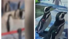 （圖／翻攝自星視頻）