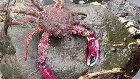 高雄漁民近年在西子灣周邊海域持續發現一種外型奇特的螃蟹，且數量越來越多。根據國家海洋研究院研究後發現為外來種「武裝雙棘蟹」，尚無經濟利用紀錄，也不建議民眾食用。（國家海洋研究院提供）