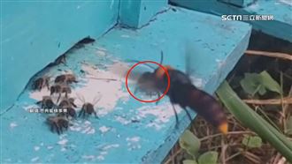 「中華大虎頭蜂」襲蜂箱　小蜜蜂奮勇抗敵