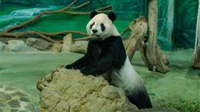 貓熊團團標本完成。（圖／台北市立動物園提供）