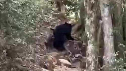 有熊出沒！獨攀鳶嘴稍來山步道　巧遇黑熊