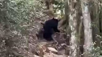 有熊出沒！獨攀鳶嘴稍來山步道　巧遇黑熊