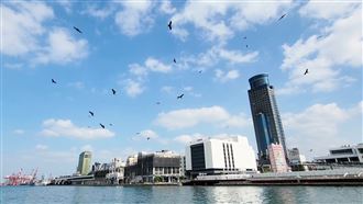 基隆港出現奇觀  老鷹數量史上最多