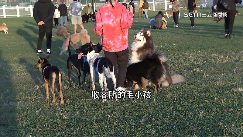 獨／棄養率高！「米克斯、吉娃娃」皆上榜