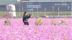 大寮花海季還未開跑　遊客踩踏波斯菊「地主怒了」