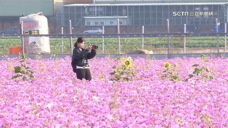 獨／花海季未開跑　遊客踩波斯菊地主怒了