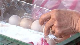 雞蛋/蛋行(翻攝畫面)