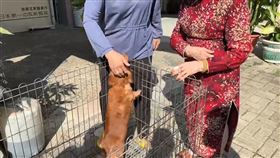 火警,寵物店,中西區,台南市,大同路,倖存,臘腸狗