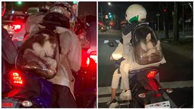 高雄,騎士,哈士奇,虐狗