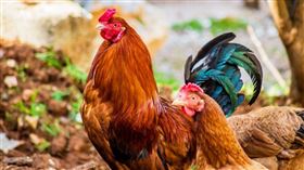 公雞（示意圖／Pexels）