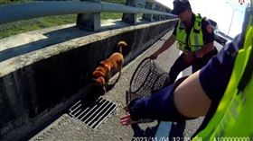 ▲台74線30k附近驚見小黃狗亂竄，警方獲報後立即前往現場將牠救下。（圖／翻攝畫面）