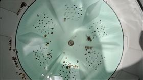 原PO清洗洗衣機，卻出現海苔片形狀的髒污。（圖／翻攝自我愛全聯-好物老實説）