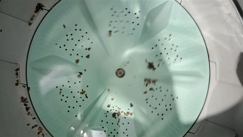 洗衣機沉澱「綠海苔」　她擦不乾淨崩潰