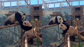 貓熊,打架,功夫熊貓,警察,廣播