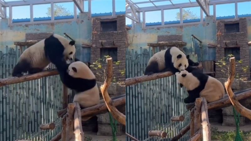 「功夫熊貓」真實上演!大媽式幹架沒人管