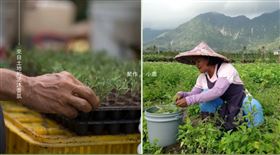 Blueseedsk,精油,抽獎,奧迪