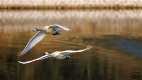 大小天鵝現蹤通霄魚塭  鳥友驚喜（1）台灣罕見的芬蘭國鳥「黃嘴天鵝」（大天鵝）日前駐足苗栗通霄一處養殖魚塭，吸引鳥友前往拍攝。有鳥友21日發現該魚塭又飛來一大一小的另一品種「小天鵝」，驚喜形容是快樂「天鵝湖」。（拍鳥俱樂部尤龍生提供）中央社記者管瑞平傳真  112年11月21日