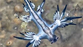 基隆潮間帶發現藍色漂浮物，其實是「大西洋海神」海蛞蝓。（圖／翻攝自國立海洋科技博物館臉書）
