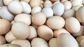 雞蛋買氣未回溫受進口雞蛋風波影響，整體市場雞蛋買氣下滑，台北市蛋商業同業公會31日宣布，降價新台幣3元，產地價變成每台斤新台幣40.5元、批發價50元。圖為散裝雞蛋。中央社記者吳家昇攝  112年10月31日