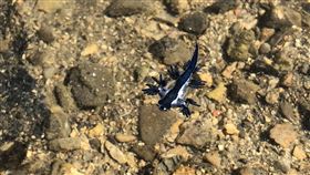 緣邊海神海蛞蝓疑首次現身基隆  待檢測確認國立海洋科技博物館22日在基隆市潮境保育區，發現1隻外型與體色相似「緣邊海神海蛞蝓」，但仍需透過DNA檢測才能精準確認，若確認屬實，將是北台灣首次紀錄。中央社記者王朝鈺攝  112年11月22日