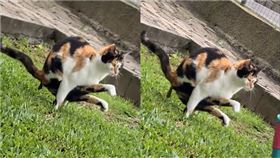 （圖／翻攝自爆廢1公社 臉書）